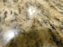 Nephrotoma altissima