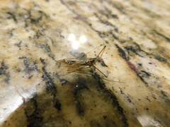 Nephrotoma altissima