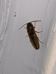 Conoderus vespertinus