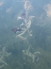 Potamogeton illinoensis