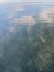 Potamogeton illinoensis