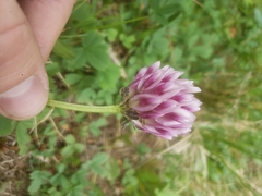 Trifolium parryi