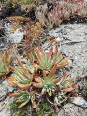 Dudleya virens