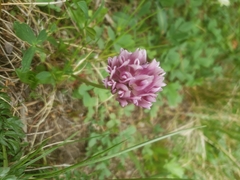 Trifolium parryi