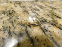 Nephrotoma altissima