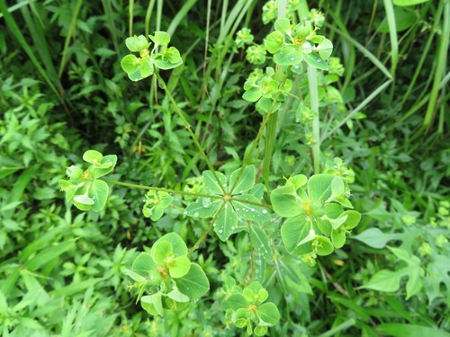 Image of Euphorbia pekinensis by (c) Marco Mussita, some rights reserved (CC BY)
