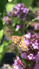 Pyrausta californicalis