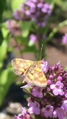 Pyrausta californicalis