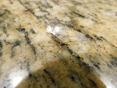 Nephrotoma altissima