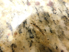 Nephrotoma altissima