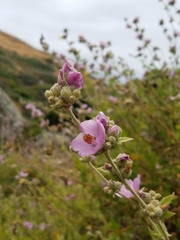 Malacothamnus fasciculatus catalinensis
