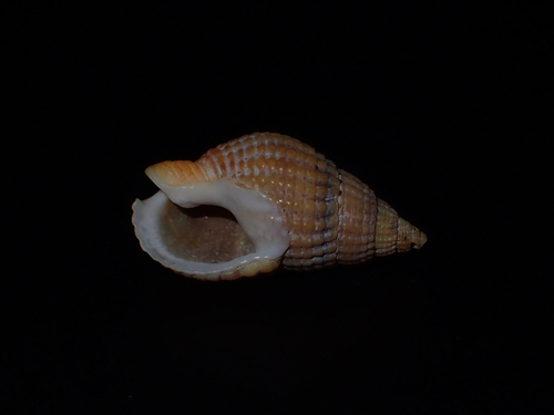 Netted Dogwhelk