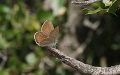 Polyommatus ripartii