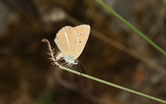 Polyommatus ripartii