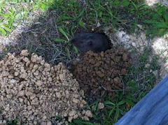 Microtus californicus