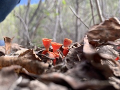 Microstoma protractum