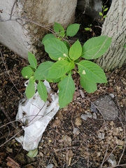 Impatiens parviflora