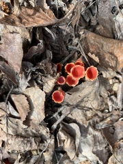 Microstoma protractum