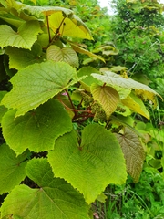 Vitis coignetiae