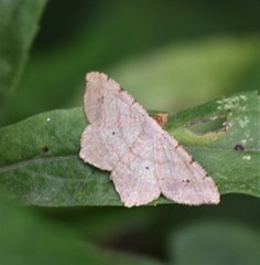 Macaria aequiferaria