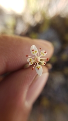 Micranthes bryophora