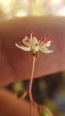 Micranthes bryophora