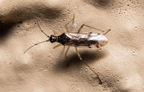 Dicyphus hesperus photo 3