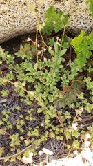 Micranthes bryophora