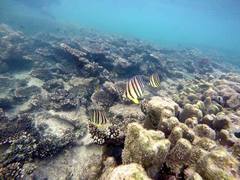 Chaetodon octofasciatus