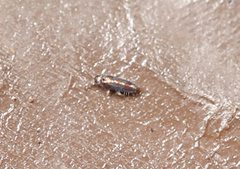 Lepidocyrtus fimicolus