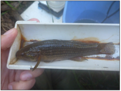 Gobiomorphus australis