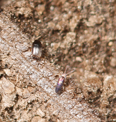Lepidocyrtus fimicolus
