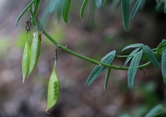 Astragalus gorczakovskii