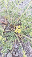 Cymopterus terebinthinus