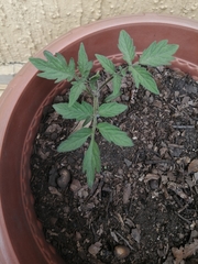 Solanum lycopersicum