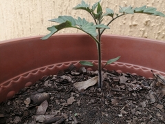 Solanum lycopersicum