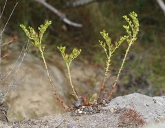 Dudleya stolonifera