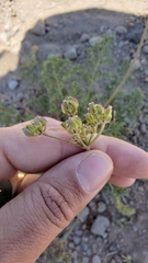 Cymopterus terebinthinus