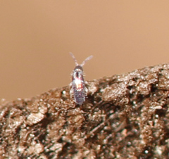 Lepidocyrtus fimicolus