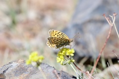 Speyeria callippe nevadensis