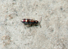 Lepidocyrtus fimicolus