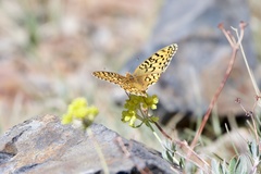 Speyeria callippe nevadensis