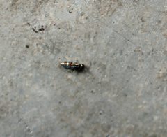 Lepidocyrtus fimicolus