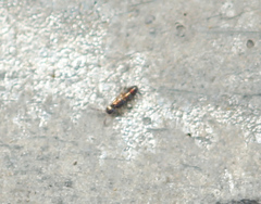 Lepidocyrtus fimicolus