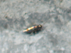 Lepidocyrtus fimicolus