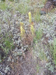 Castilleja thompsonii