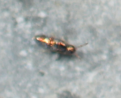 Lepidocyrtus fimicolus
