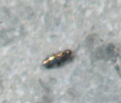 Lepidocyrtus fimicolus