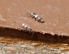 Lepidocyrtus fimicolus
