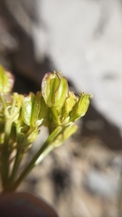 Cymopterus terebinthinus